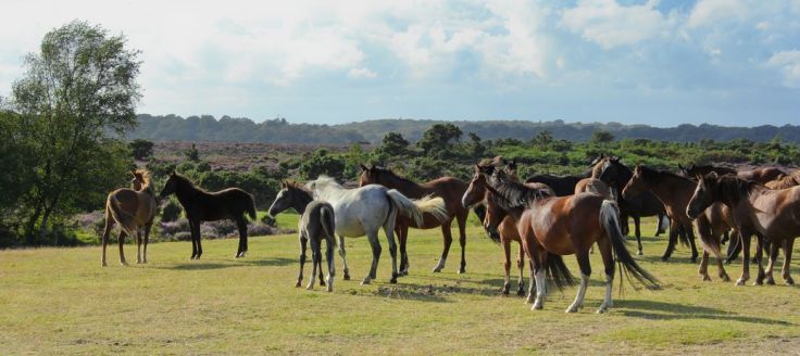 New Forest poneys hampshire