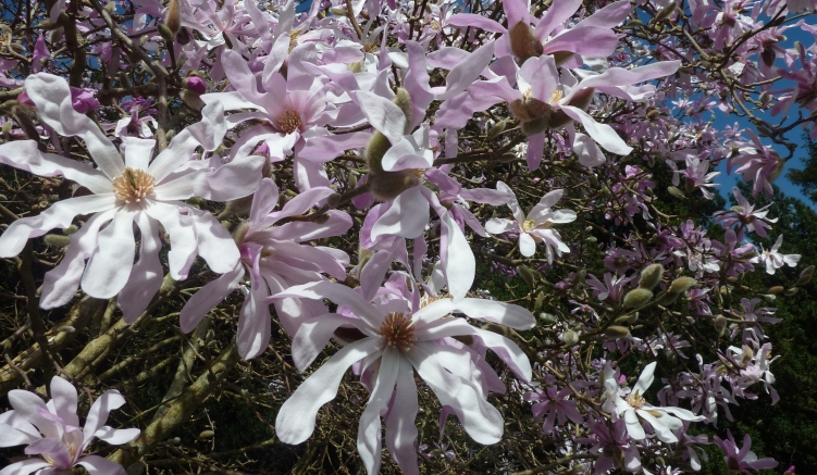 Le Printemps en Angleterre